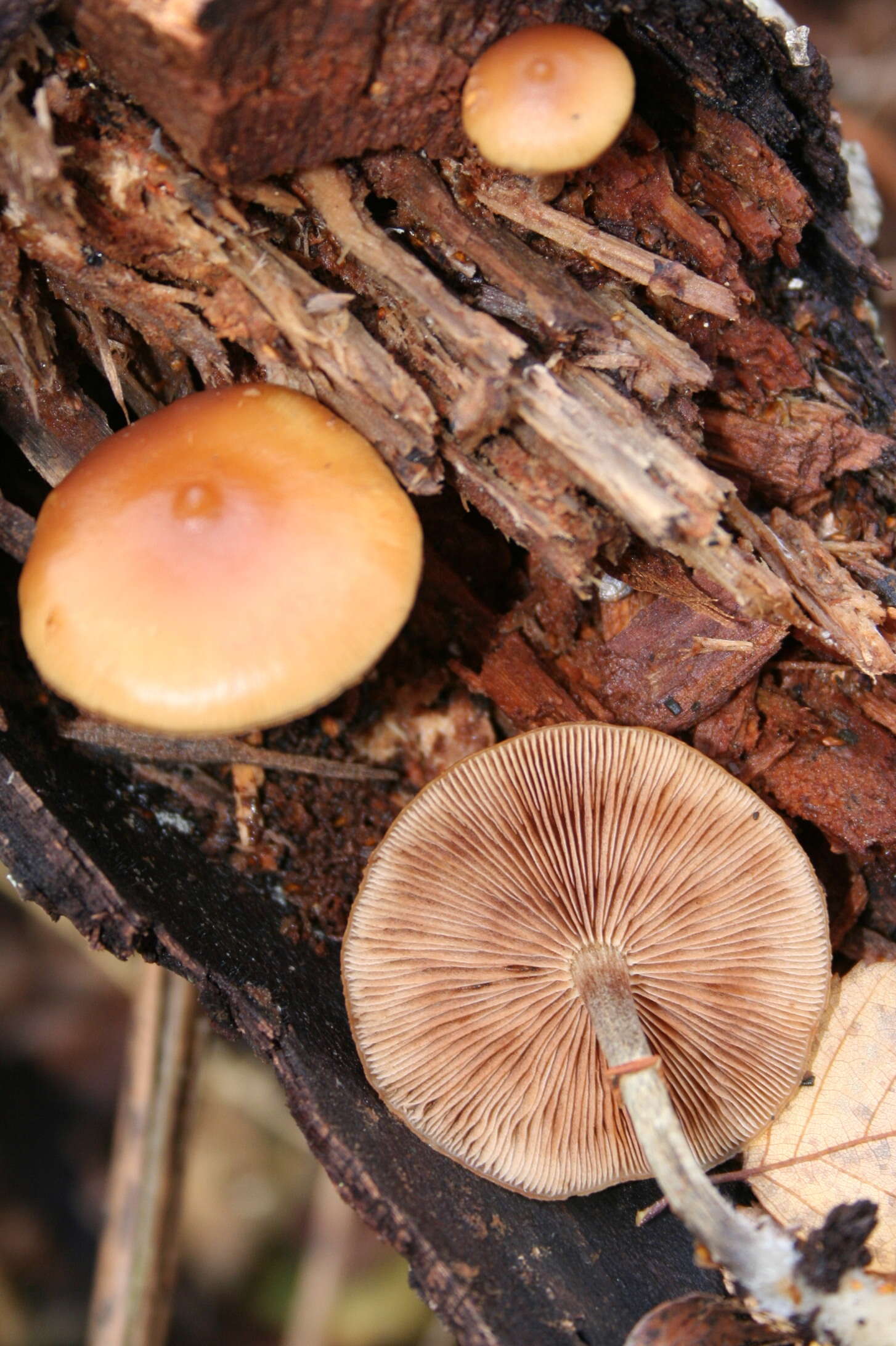 Image of Galerina marginata (Batsch) Kühner 1935