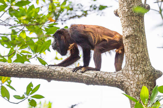 Image of Maranhão Red-handed Howler Monkey