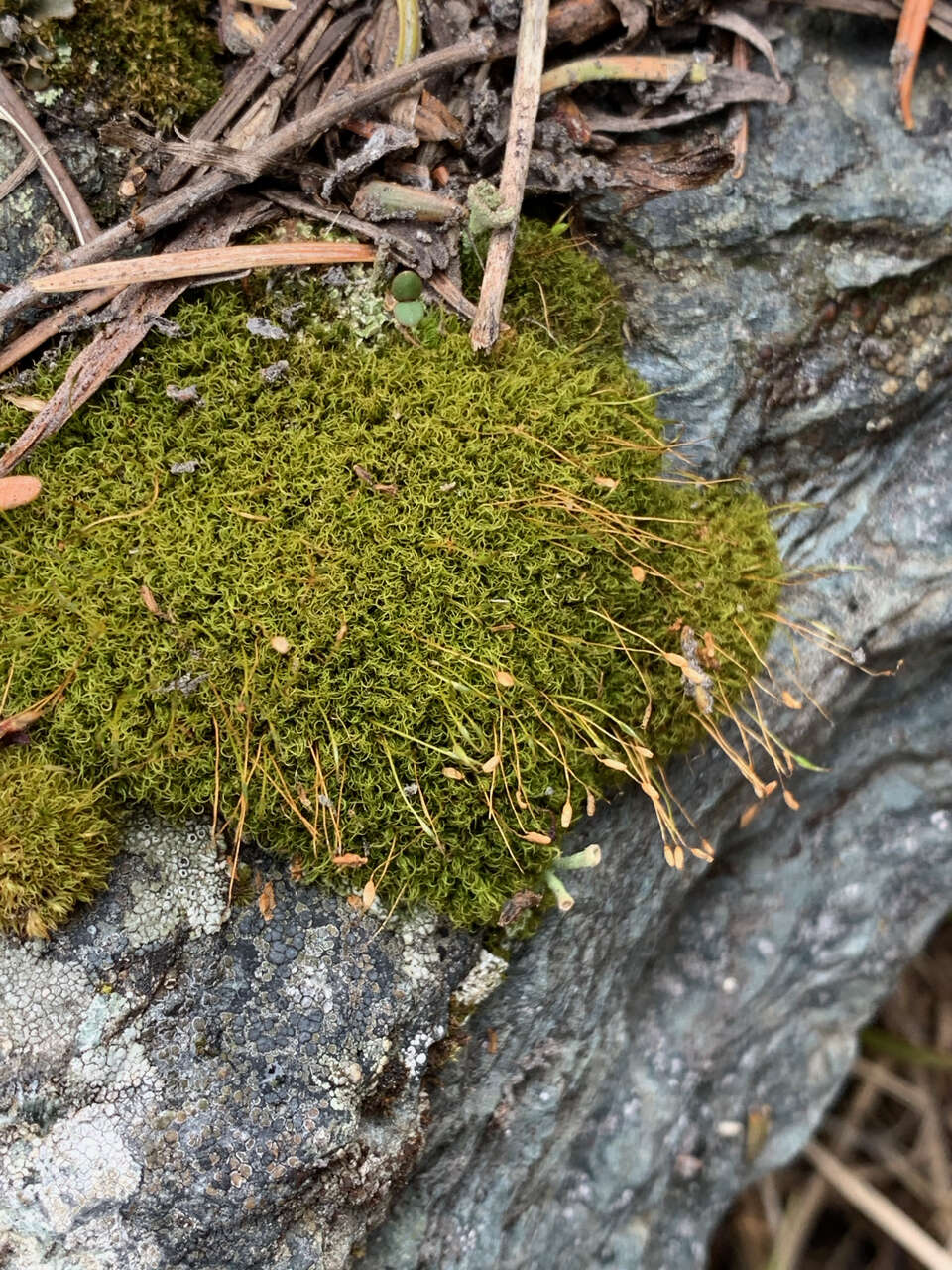 Image of Hymenoloma crispulum (Hedw.) Ochyra