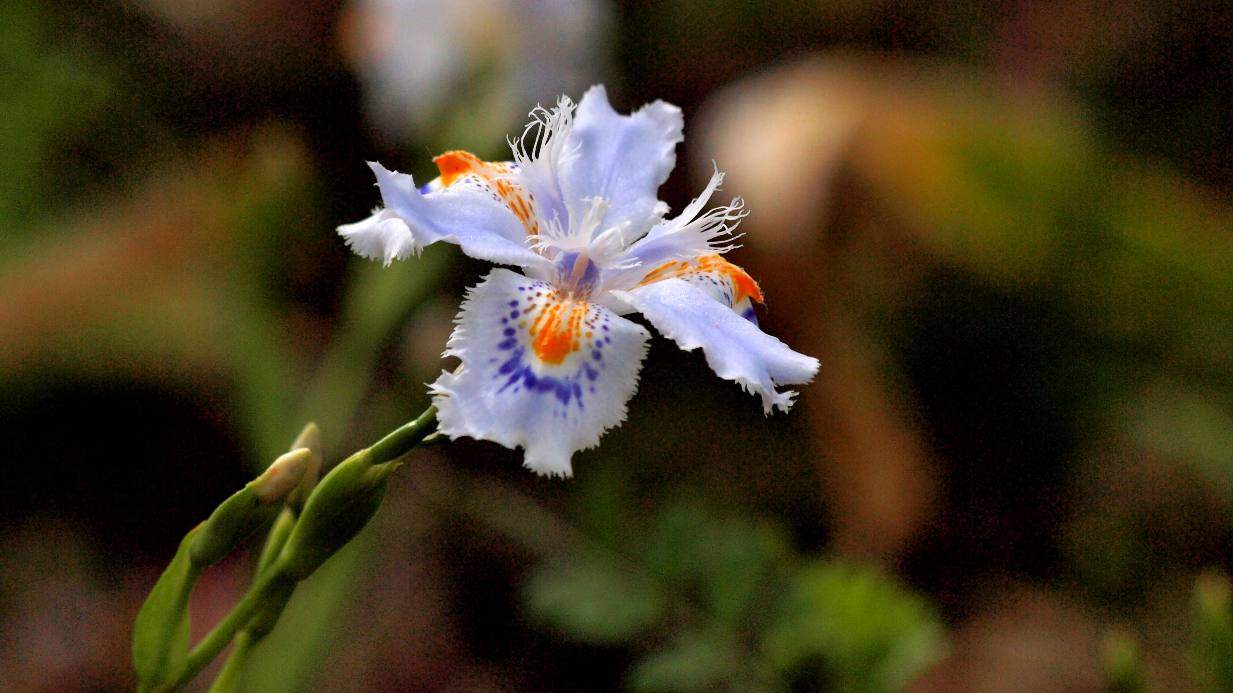 Sivun Iris japonica Thunb. kuva