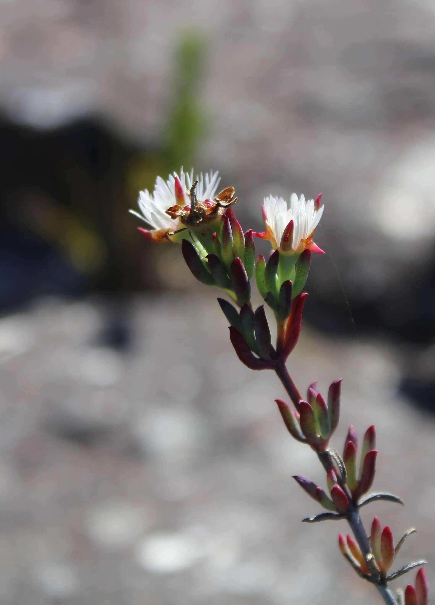 صورة Lampranthus productus (Haw.) N. E. Br.