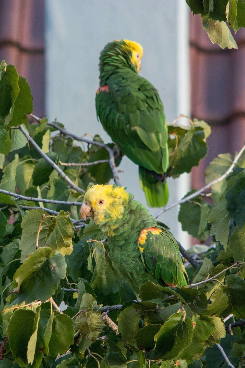 Image of Yellow-crowned Parrot, Yellow-crowned Amazon