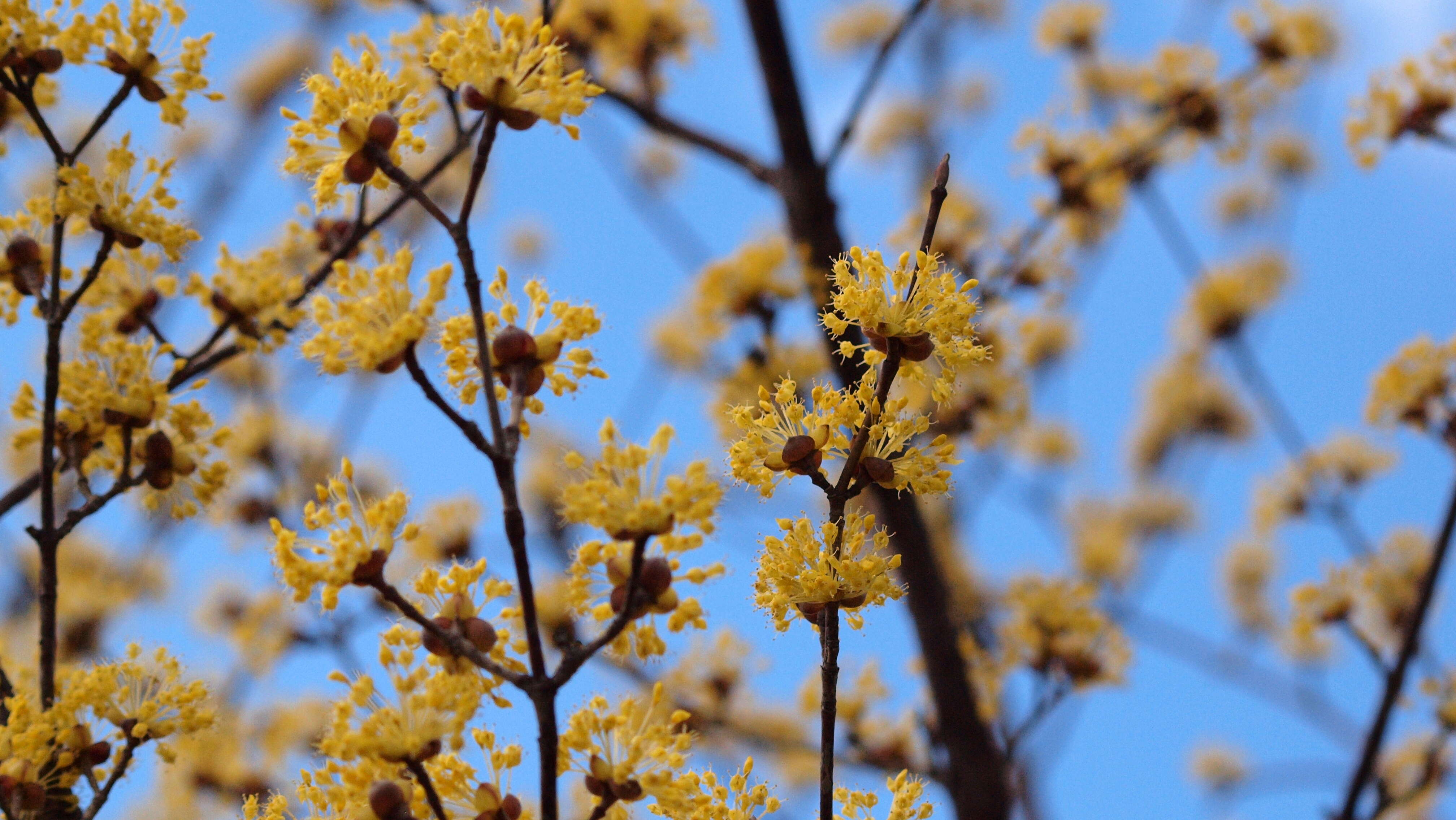 Plancia ëd Cornus officinalis Siebold & Zucc.