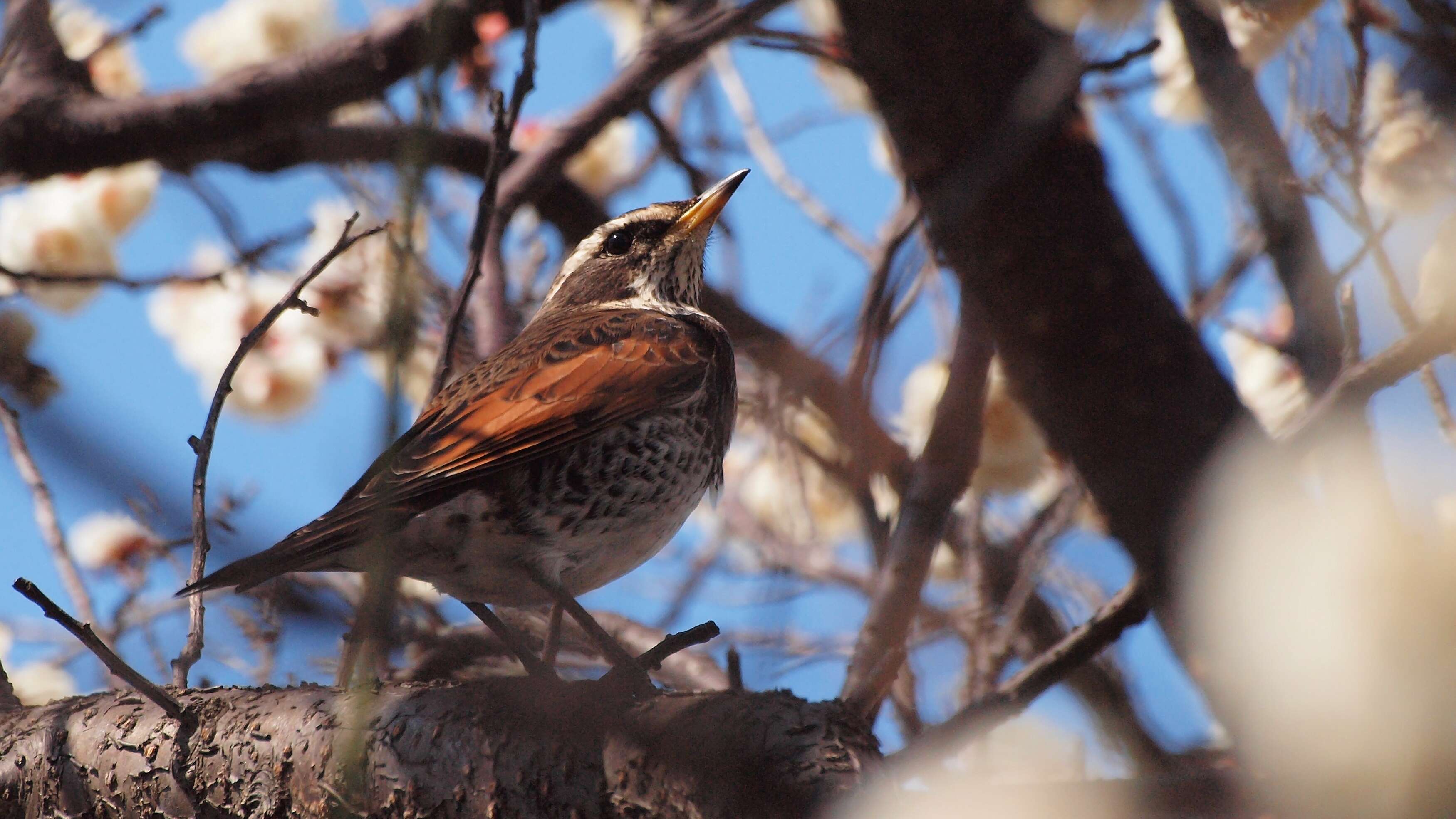 Image of Dusky Thrush