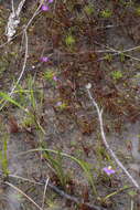 Image of Utricularia petertaylorii Lowrie