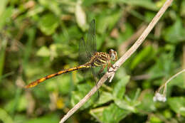 Image of Broad-striped Forceptail