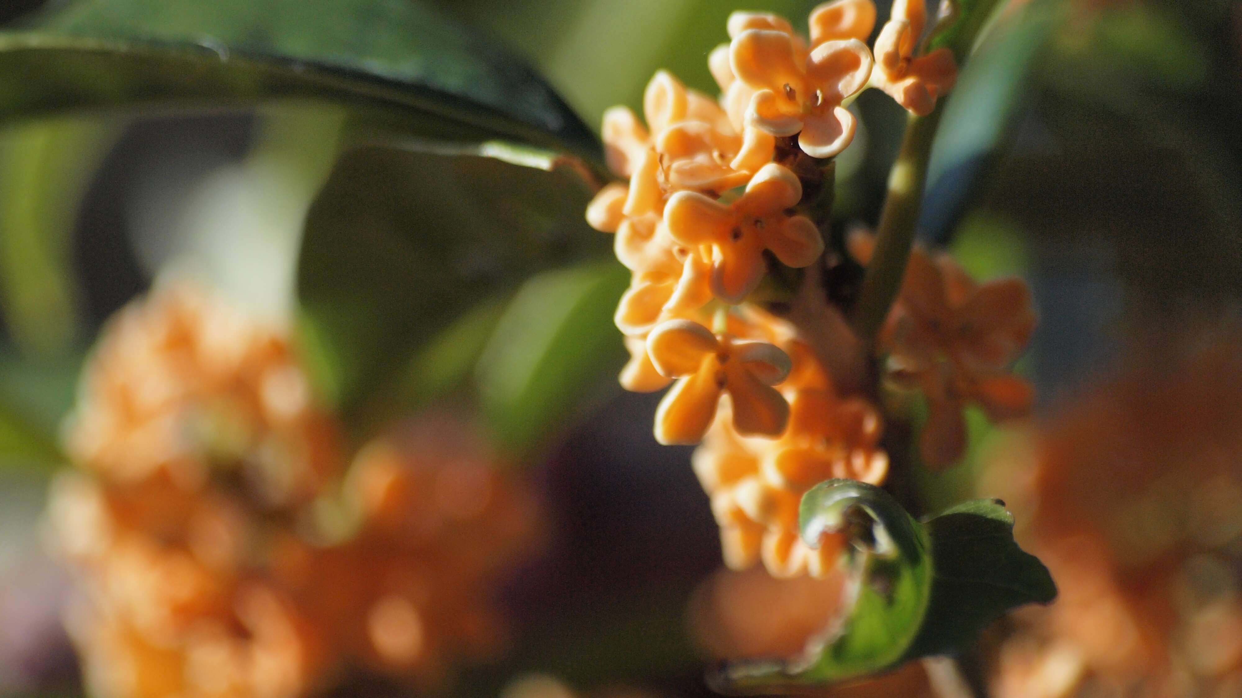 Image of Fragrant Olive