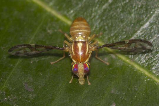 Image of West Indian fruit-fly