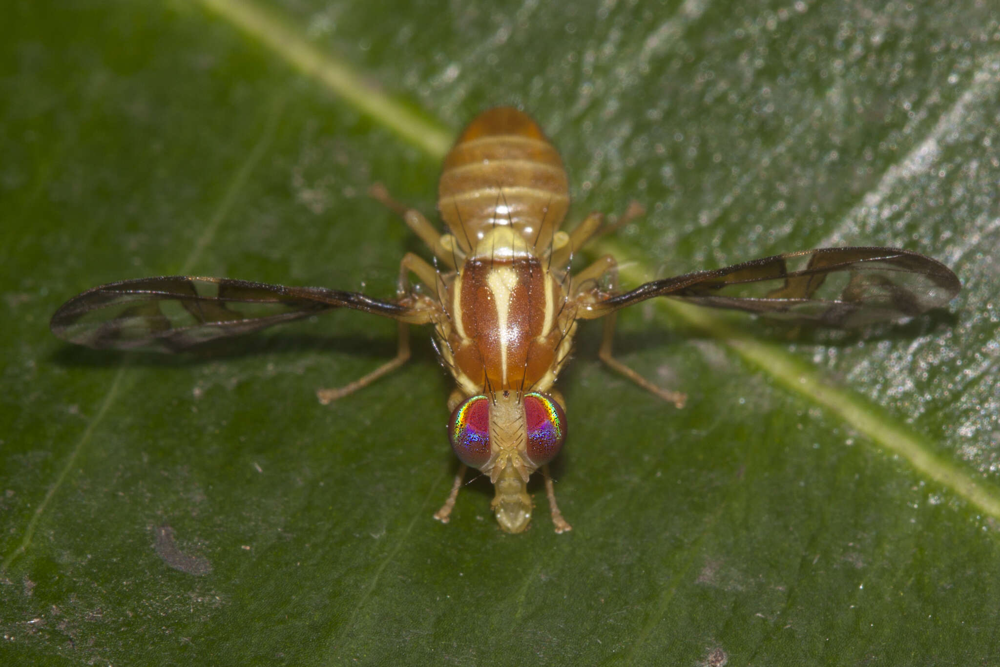 Image of West Indian fruit-fly