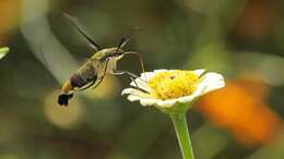 Image of Coffee Clearwing