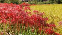 Image of red spider lily