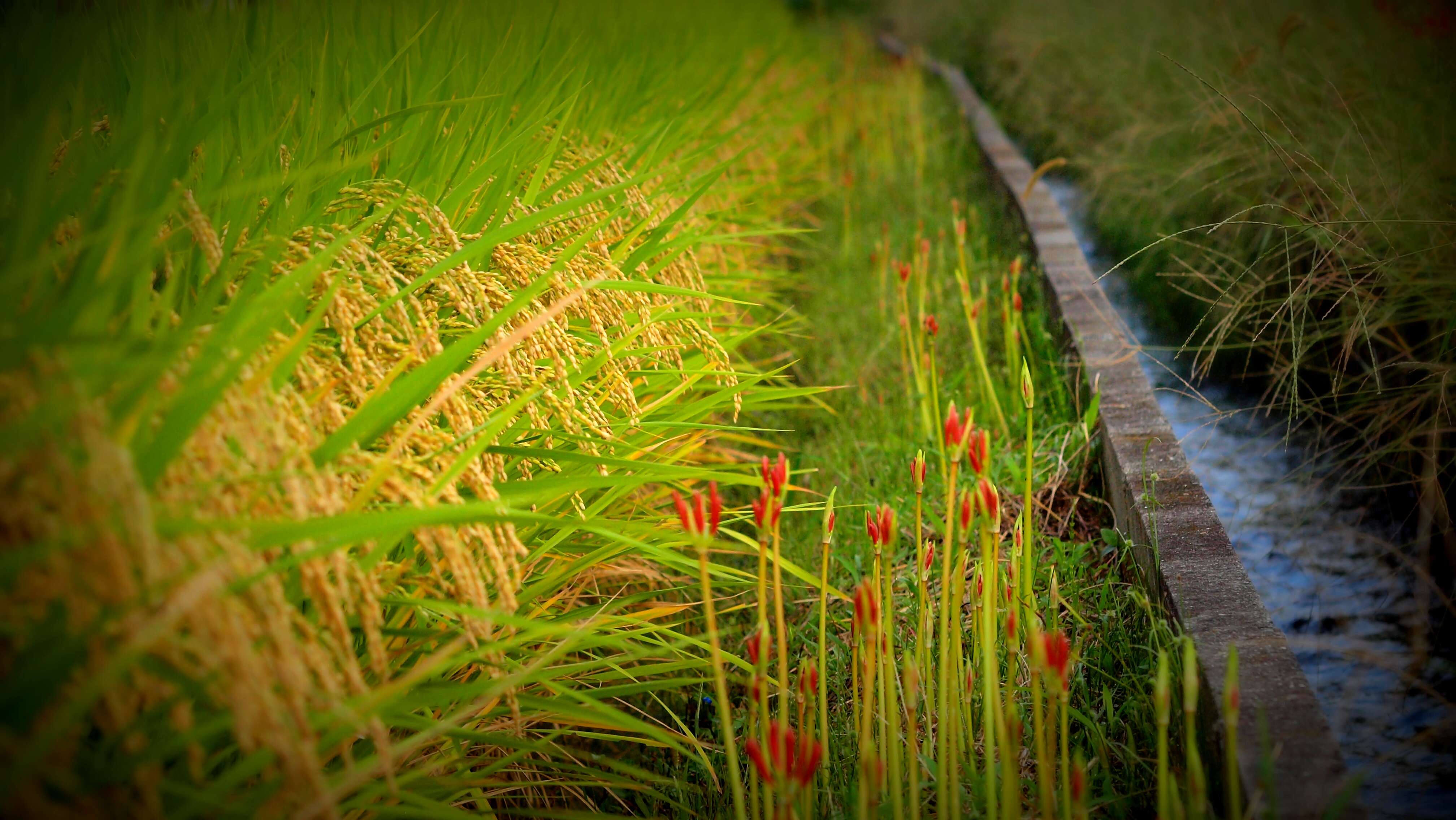 Image of red spider lily