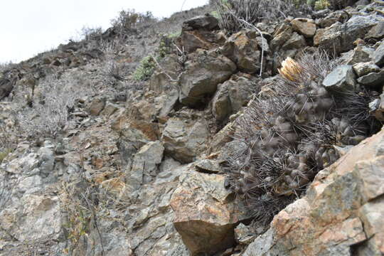 Image of Copiapoa humilis subsp. humilis