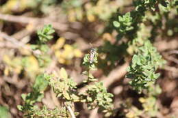 Image of Nomada suavis Cresson 1878