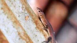 Image of Japanese Grass Lizard