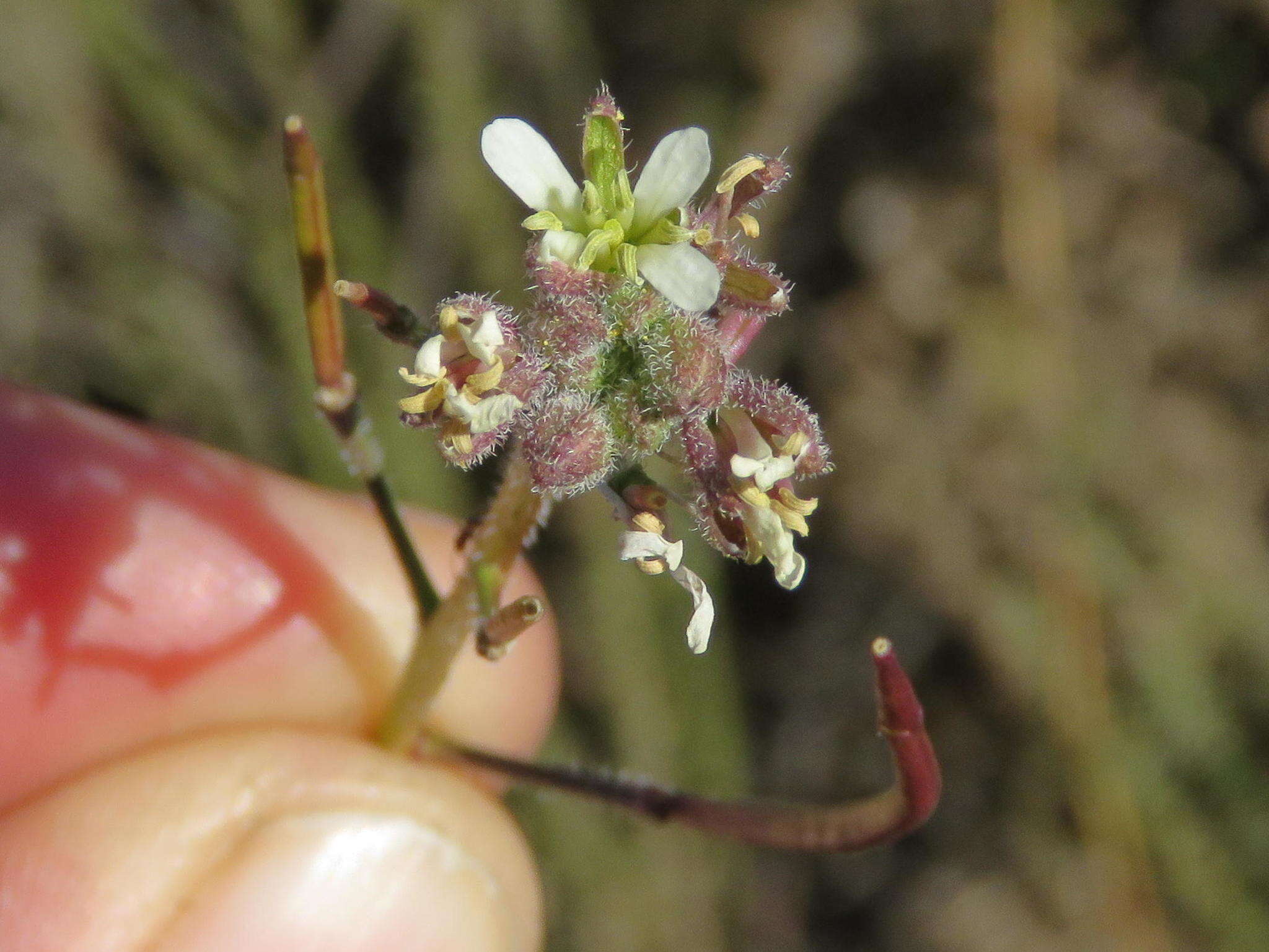 Sisymbrium turczaninowii Sond.的圖片