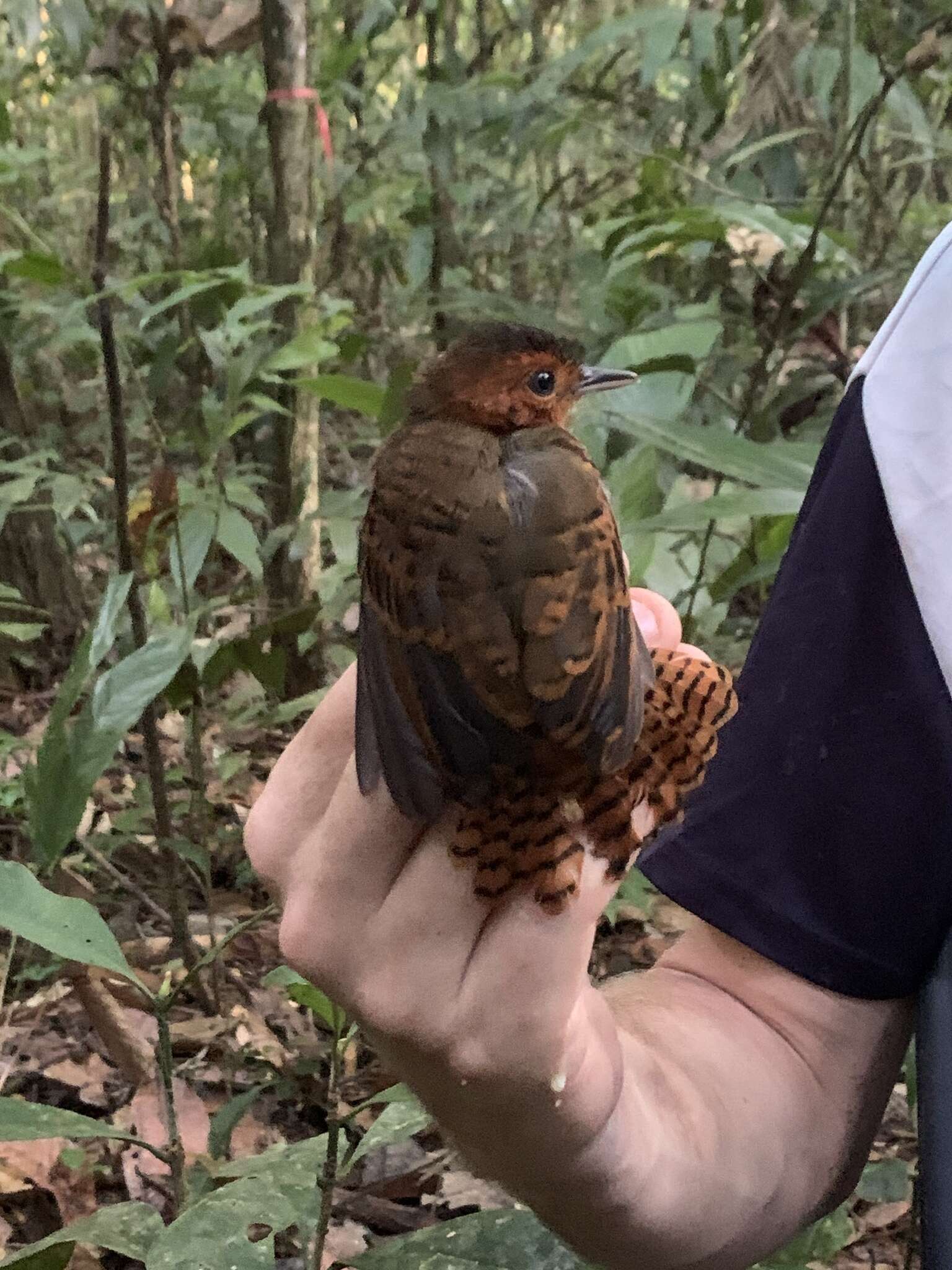 Image of White-throated Antbird