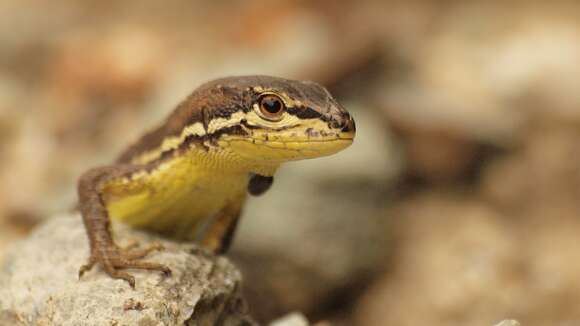 Image of Japanese Grass Lizard