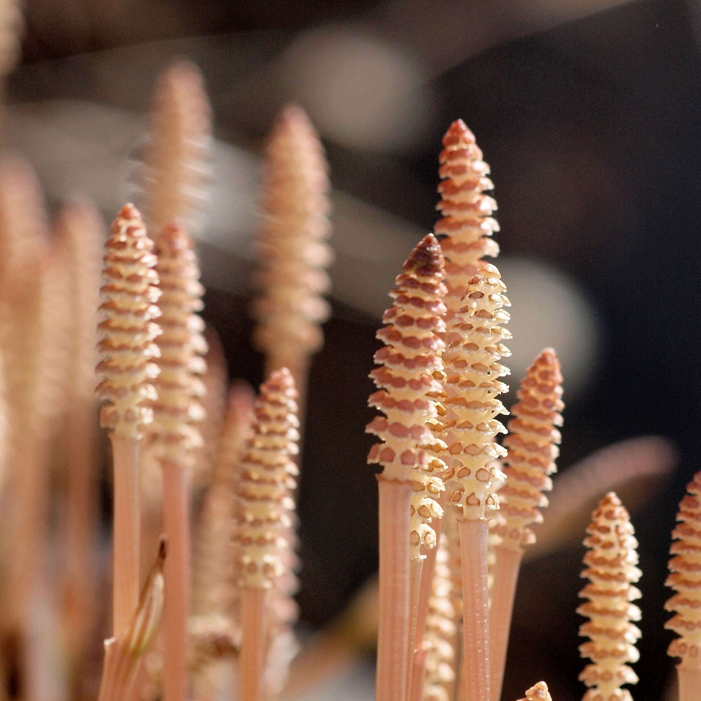 Image of field horsetail