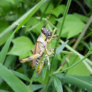 Image of Elegant Grasshopper