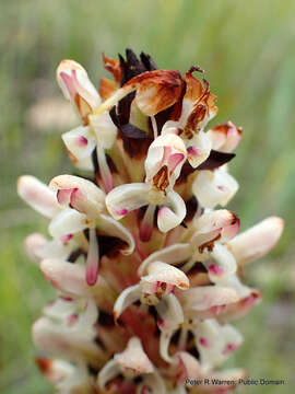 Image of Disa fragrans subsp. fragrans