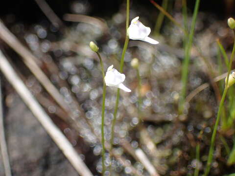 Image of Utricularia arenaria A. DC.