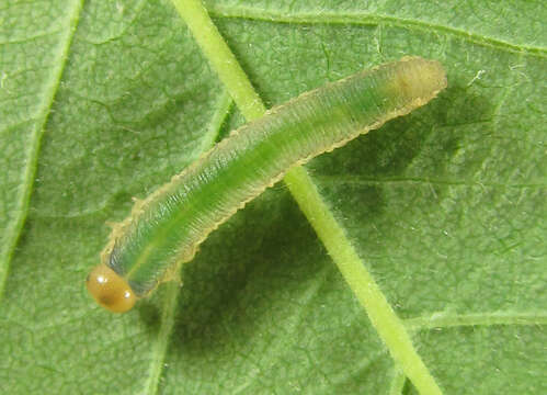 Image of Curled rose sawfly