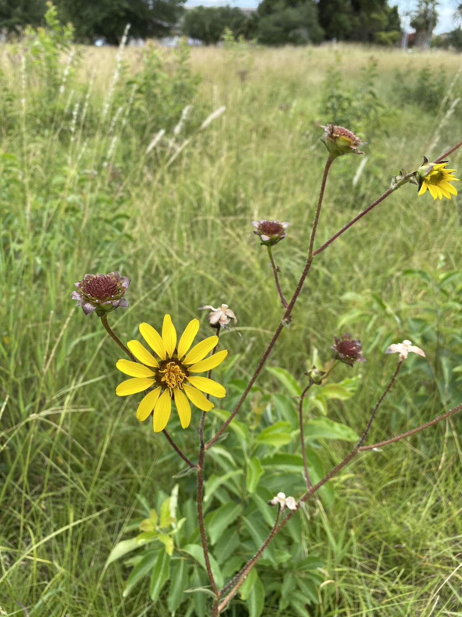 Image of slender rosinweed