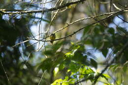 Plancia ëd Myioborus ornatus (Boissonneau 1840)