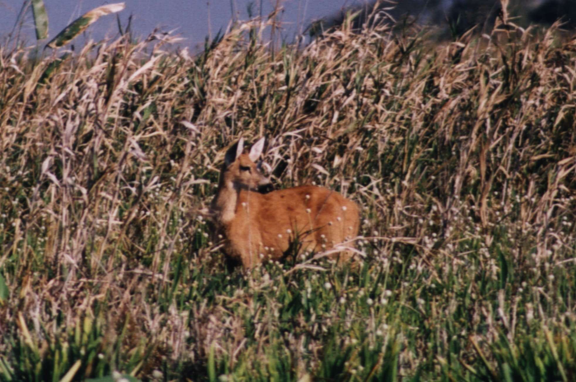 Image of Blastocerus Wagner 1844