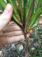 Image of Dianella caerulea var. assera R. J. F. Hend.