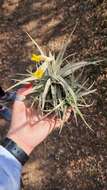 Image of Tillandsia ixioides subsp. ixioides