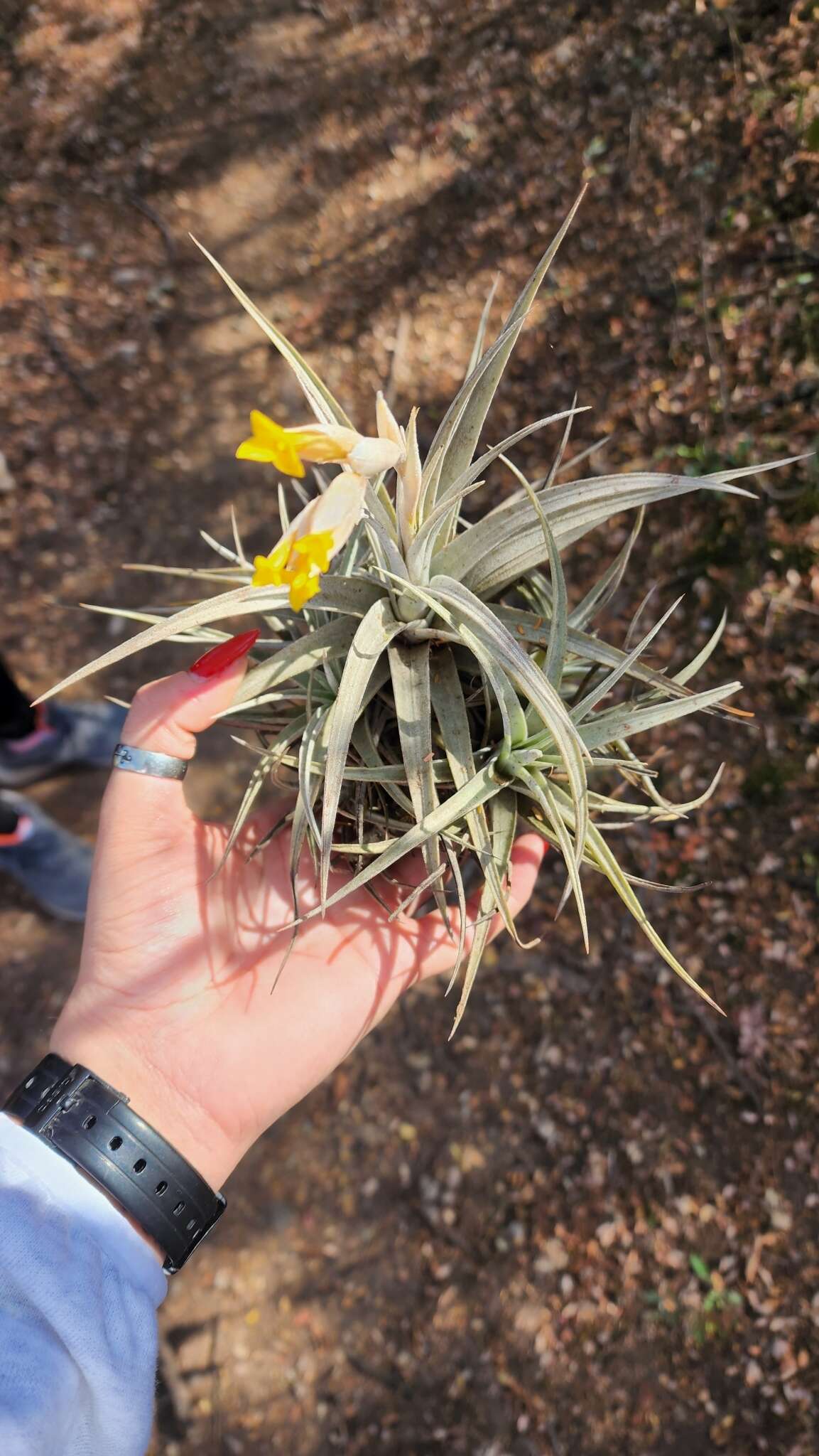 Image of Tillandsia ixioides subsp. ixioides