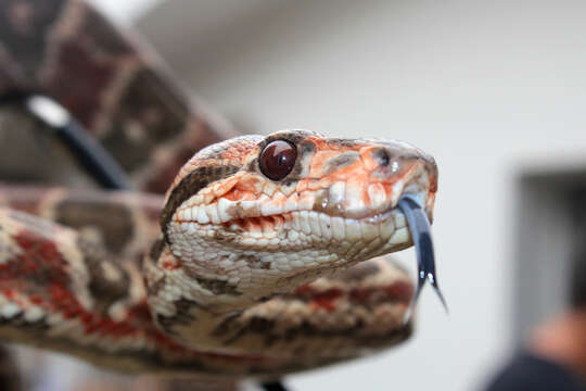 Image of Amazon Tree Boa