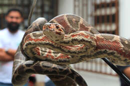 صورة Corallus hortulanus (Linnaeus 1758)