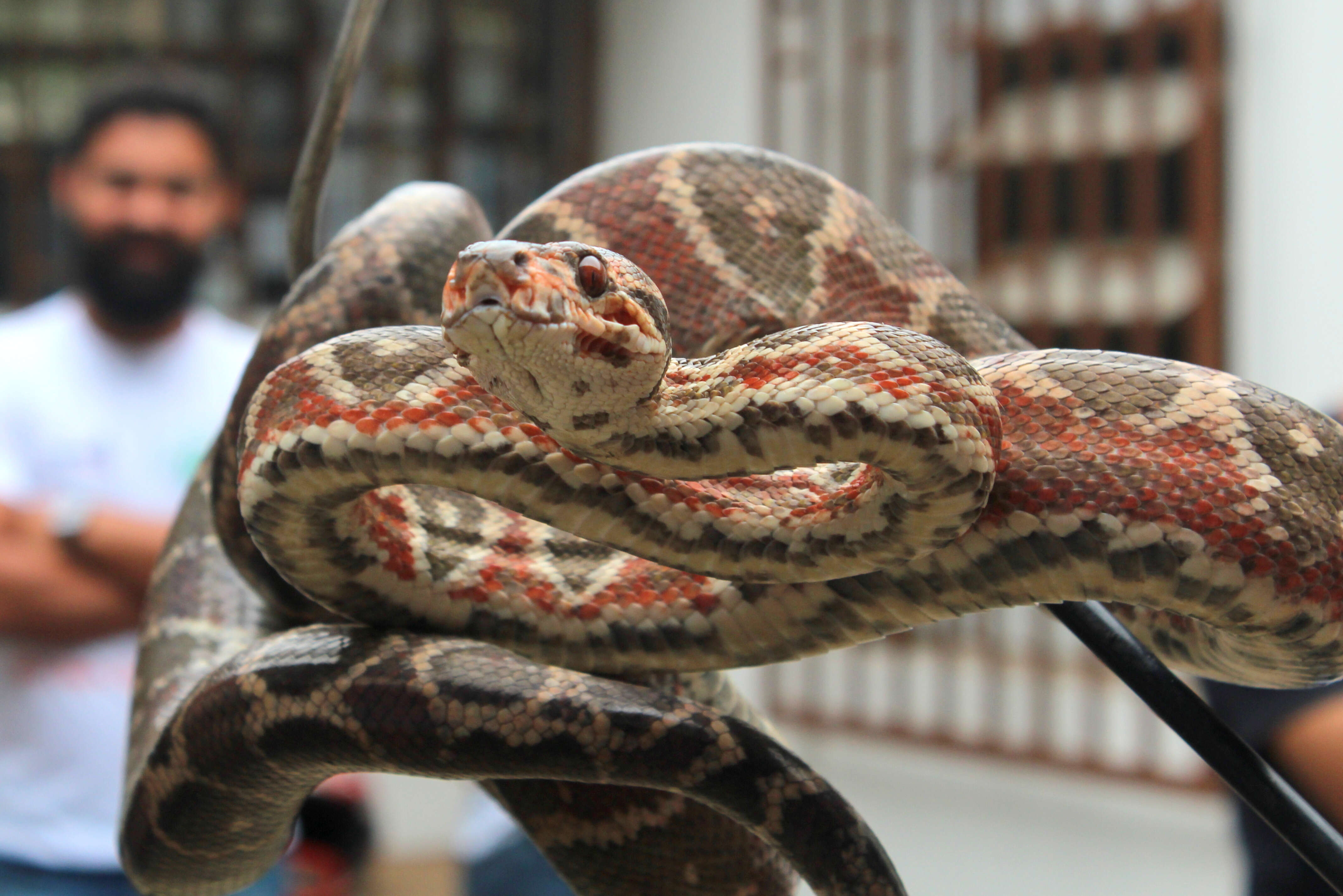 Image of Amazon Tree Boa