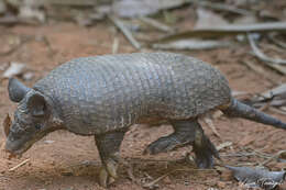 Image of naked-tailed armadillos