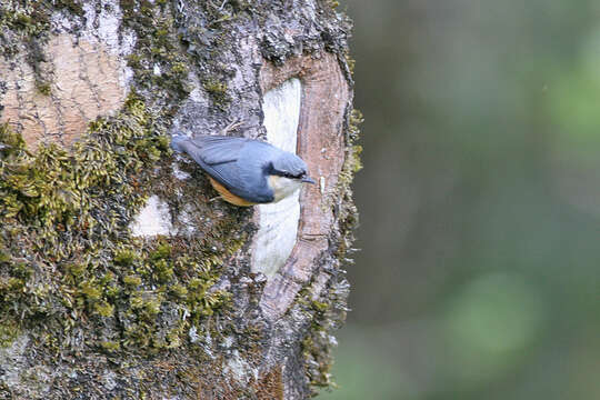 Image of White-tailed Nuthatch