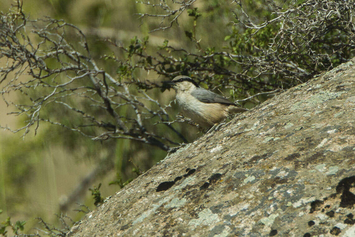 Image of Eastern Rock Nuthatch