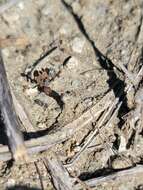 Image of Santa Cruz Island winged rockcress