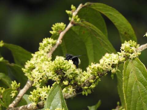 Imagem de Bombus volucelloides Gribodo 1892