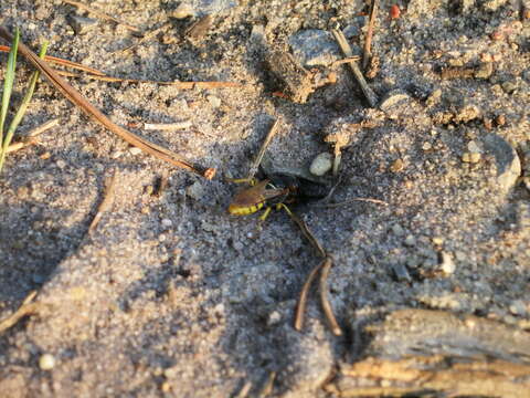 Imagem de Philanthus triangulum (Fabricius 1775)