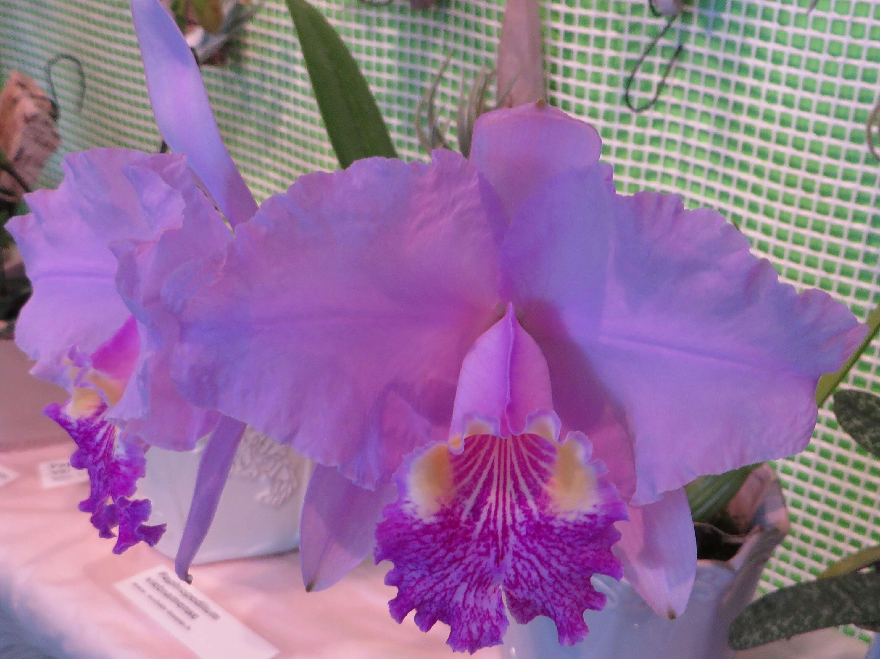 Plancia ëd Cattleya lueddemanniana Rchb. fil.