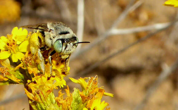 Image of Anthophora curta Provancher 1895