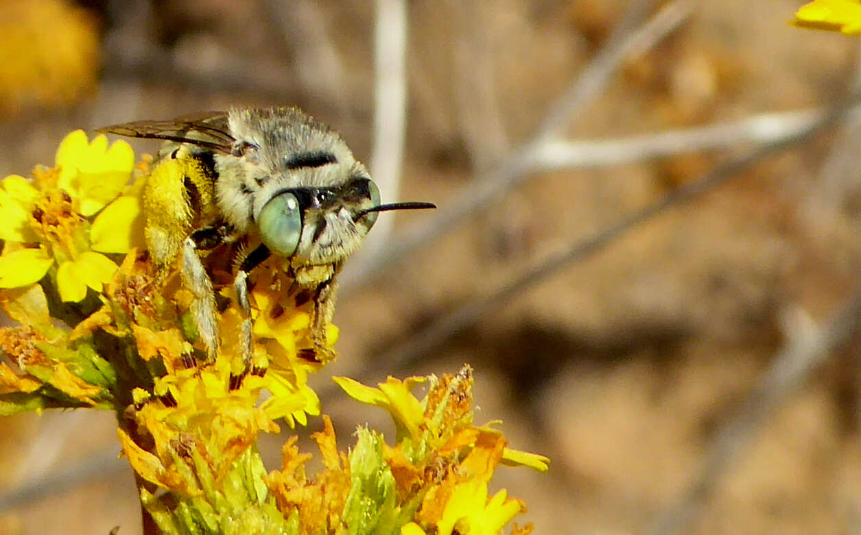 Image of Anthophora curta Provancher 1895