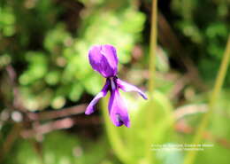 Imagem de Pinguicula macrophylla Kunth