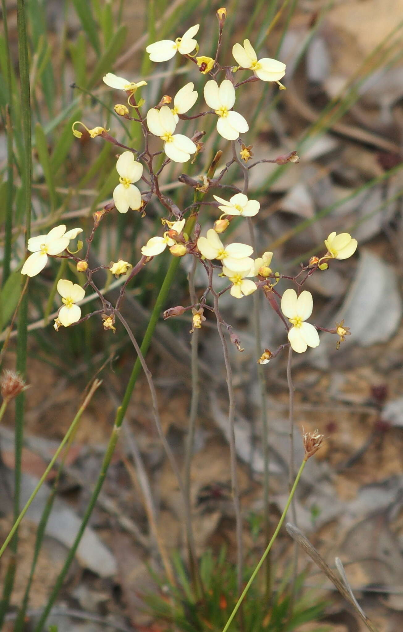 Image of Stylidium luteum R. Br.