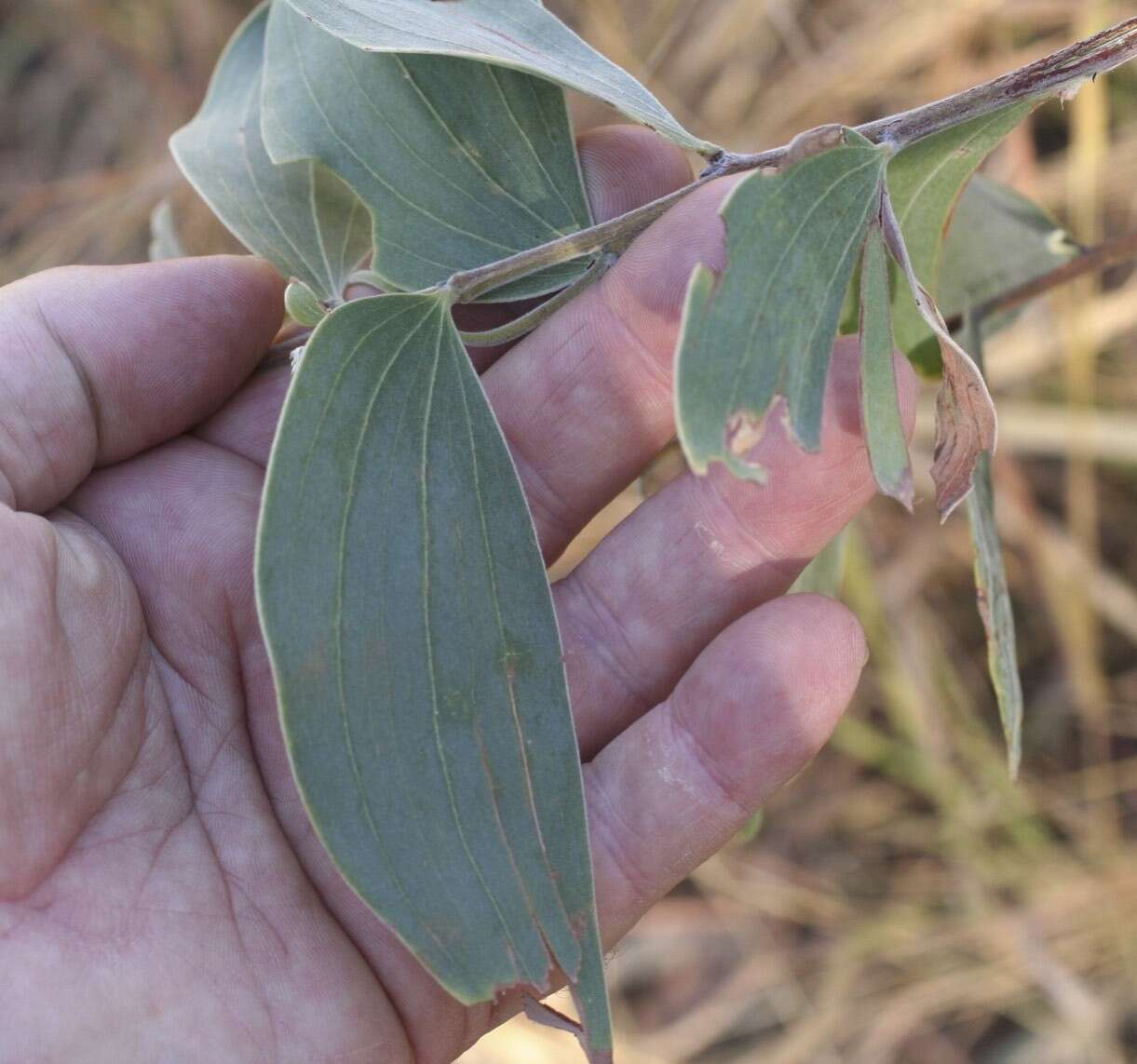 Image of Acacia tumida F. Muell. ex Benth.