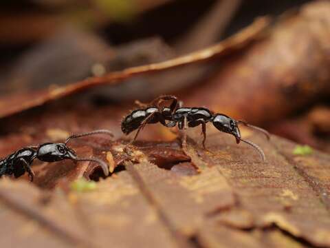 Imagem de <i>Neoponera laevigata</i>