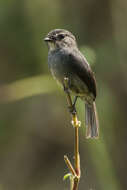 Image of Dusky Blue Flycatcher